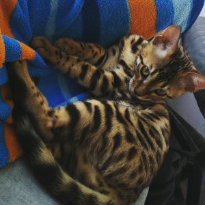 bengal kittens for sale near me
