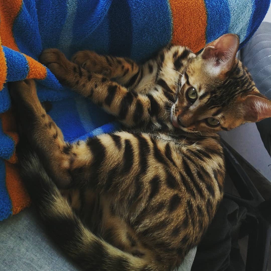 bengal kittens for sale near me