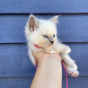 ragdoll cat breeders​