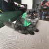 kitten persian cat for sale