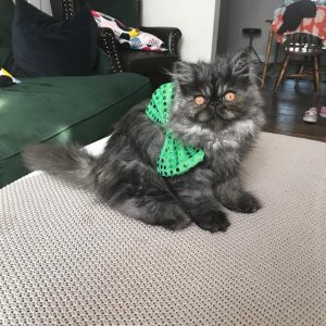 kitten persian cat for sale