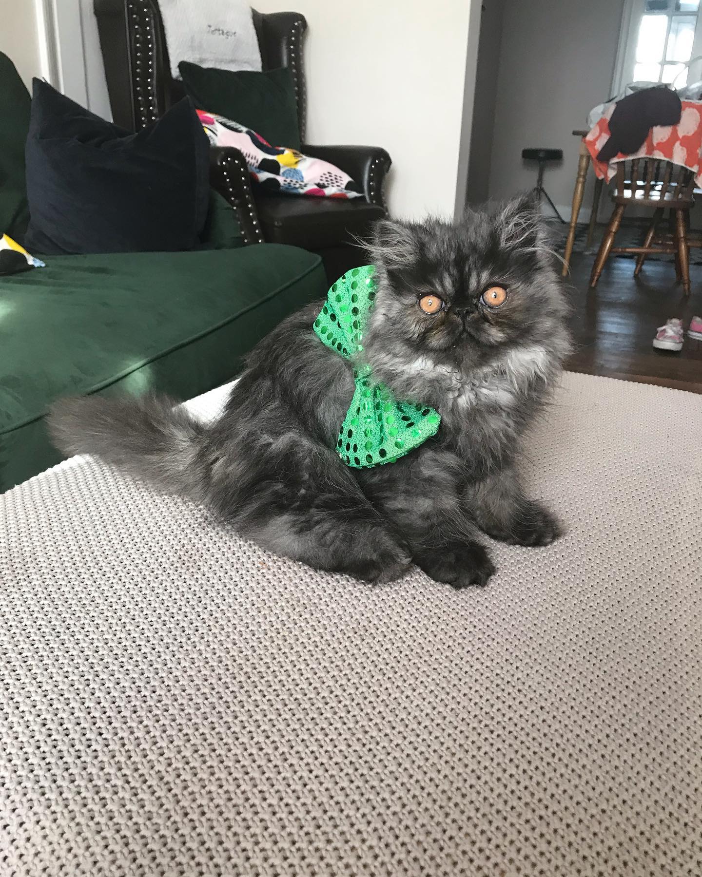 kitten persian cat for sale