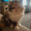 persian cat for sale