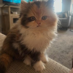 persian cat for sale