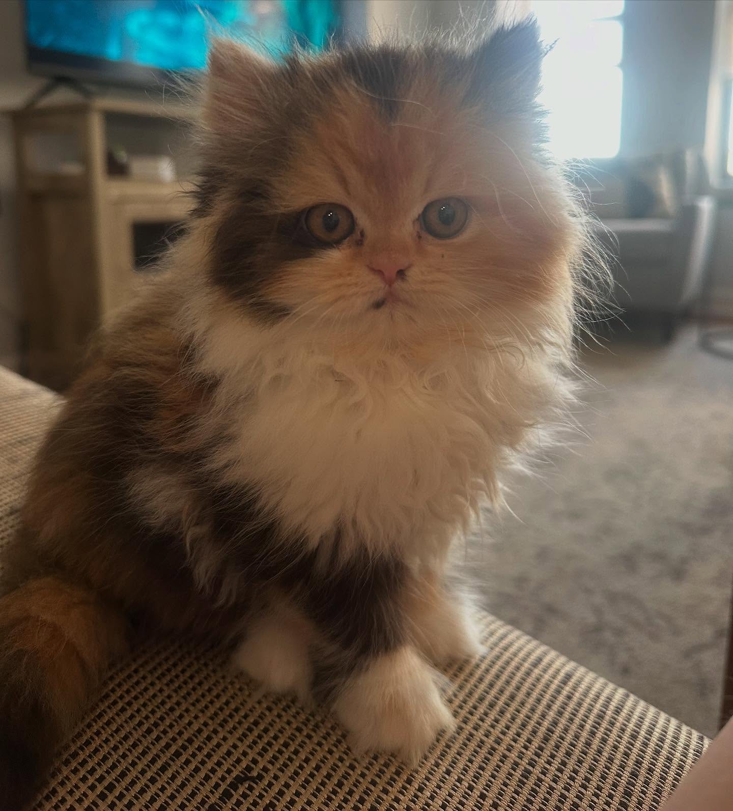 persian cat for sale