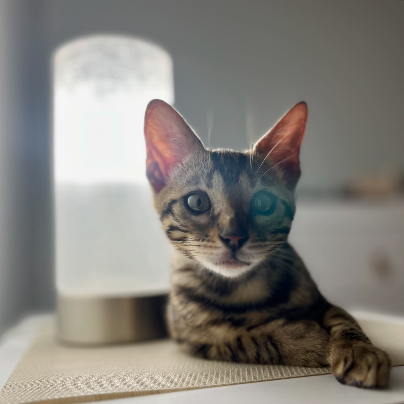 bengal kitten for sale