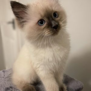 ragdoll cats near me
