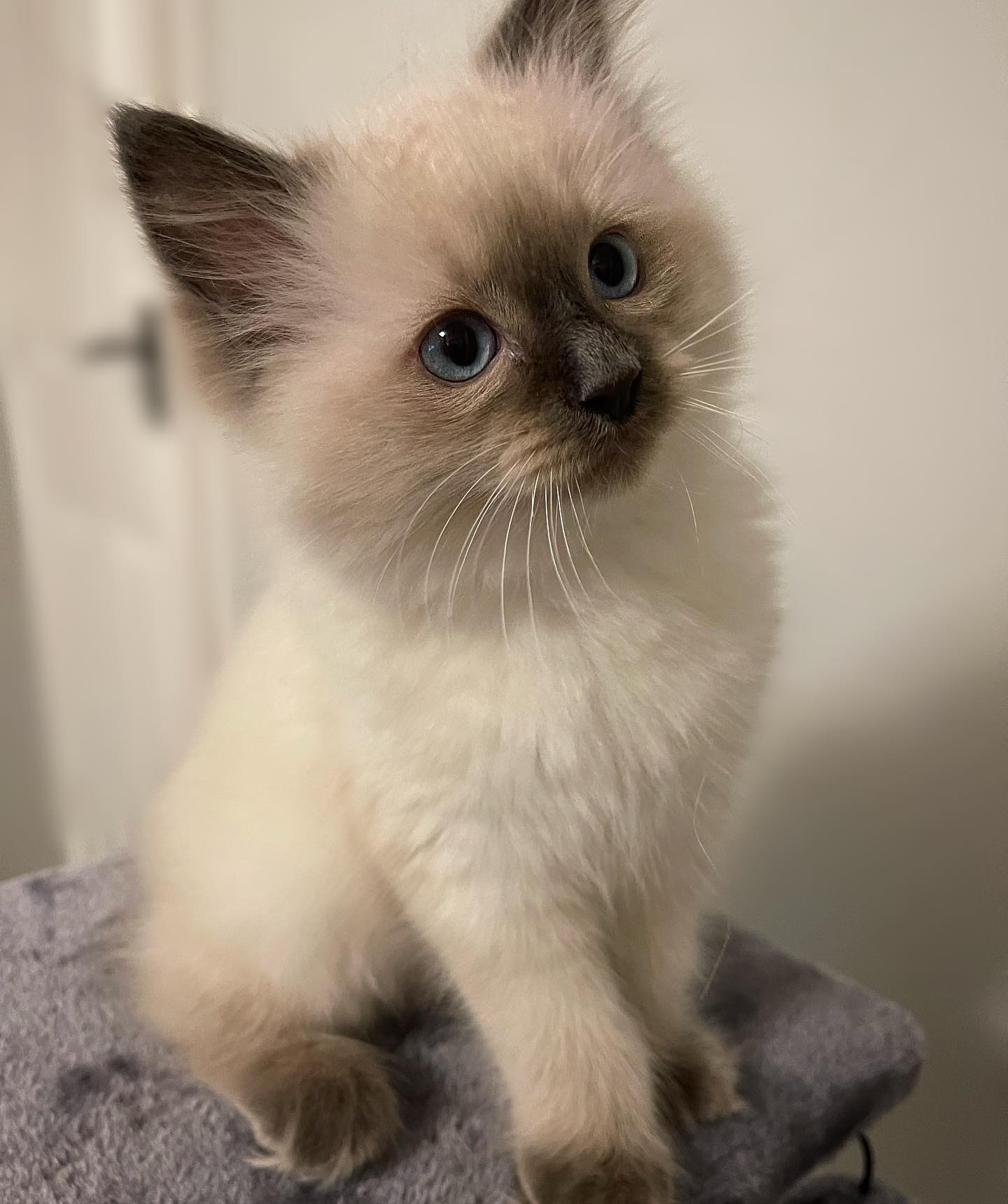 ragdoll cats near me