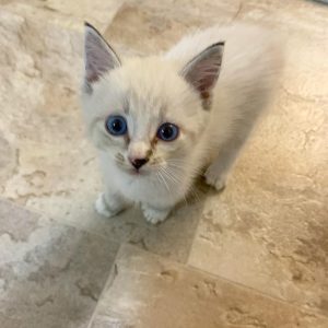 lynx point Siamese