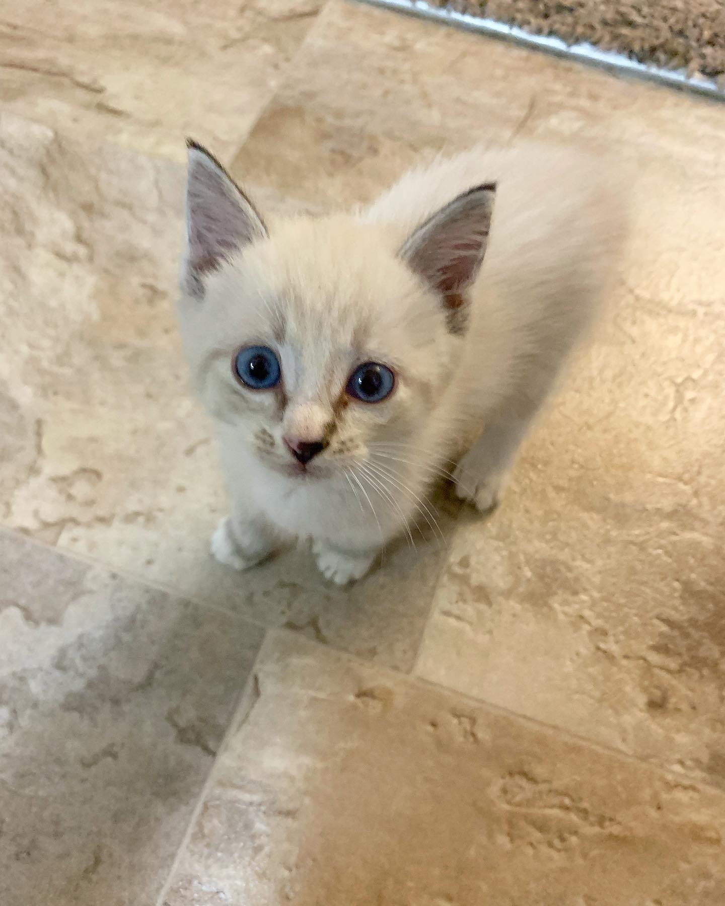 lynx point Siamese