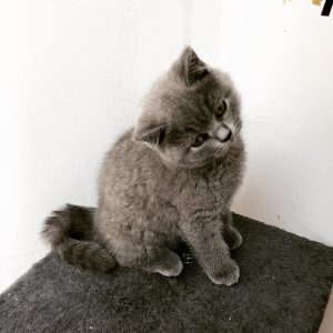 british shorthair cat breeders