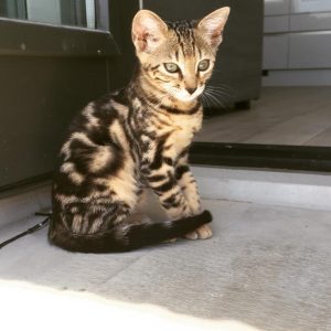 bengal kittens near me