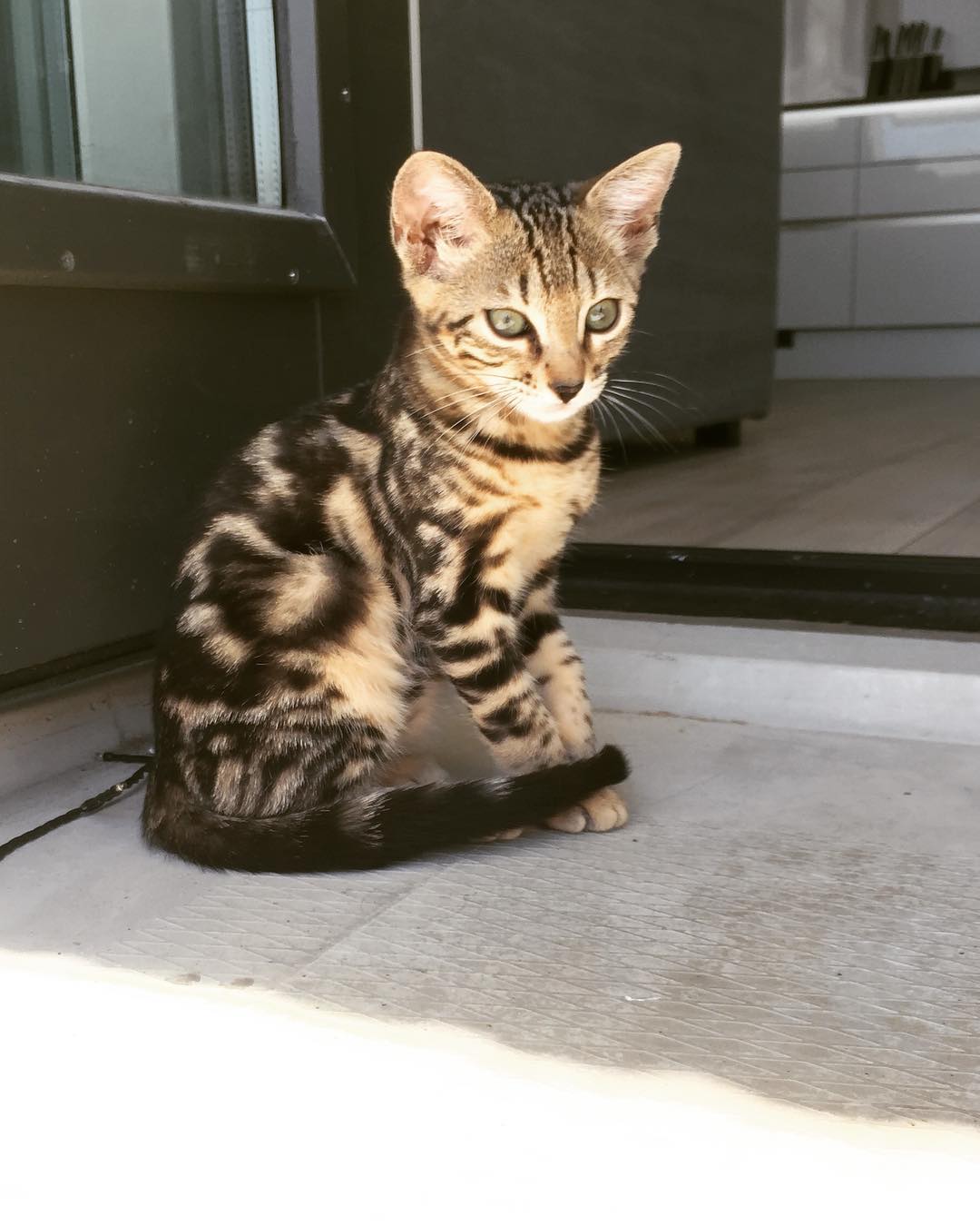 bengal kittens near me