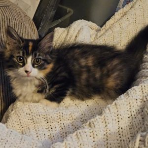 munchkin cat near me