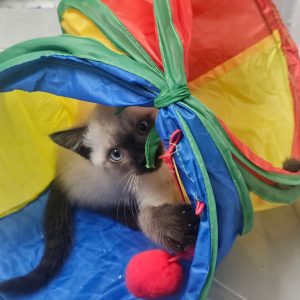 siamese cat for sale