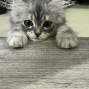 persian cat breeders