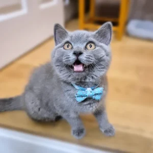 british shorthair cats for sale