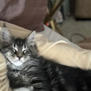 maine coon for sale