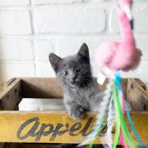 russian blue cats for adoption