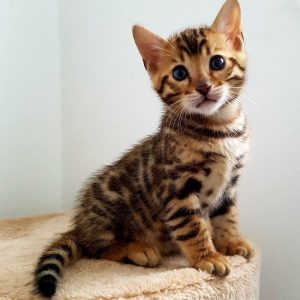Martin ( Reserved )