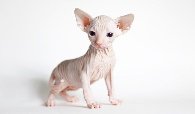 cats for adoption