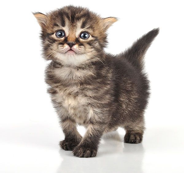 cats for adoption