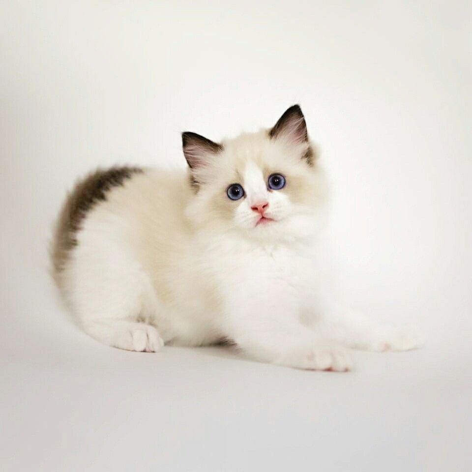 cats for adoption