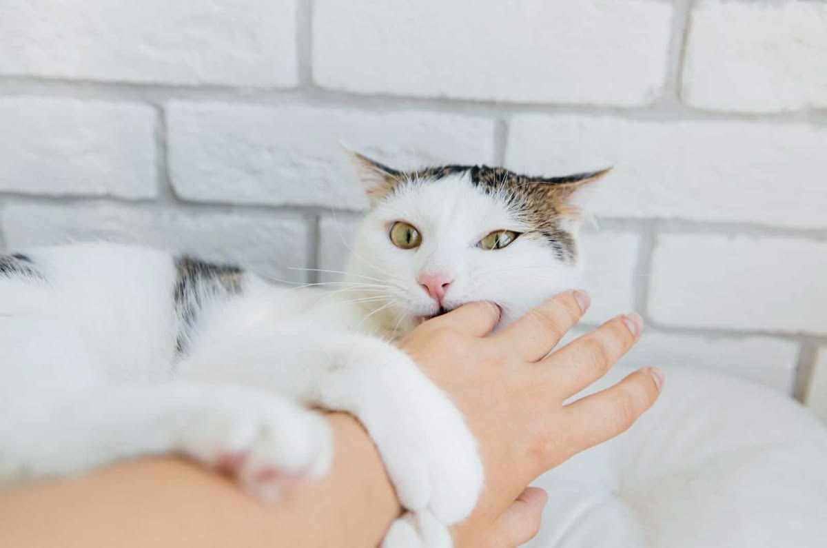 Why Does My Cat Lick Me?