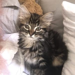 Gracie - Reserved