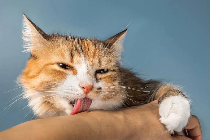 cats for adoption