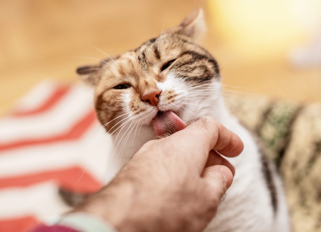 cats for adoption