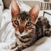 bengal cats for sale