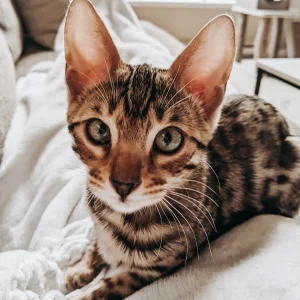 bengal cats for sale