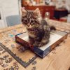 siberian kittens near me