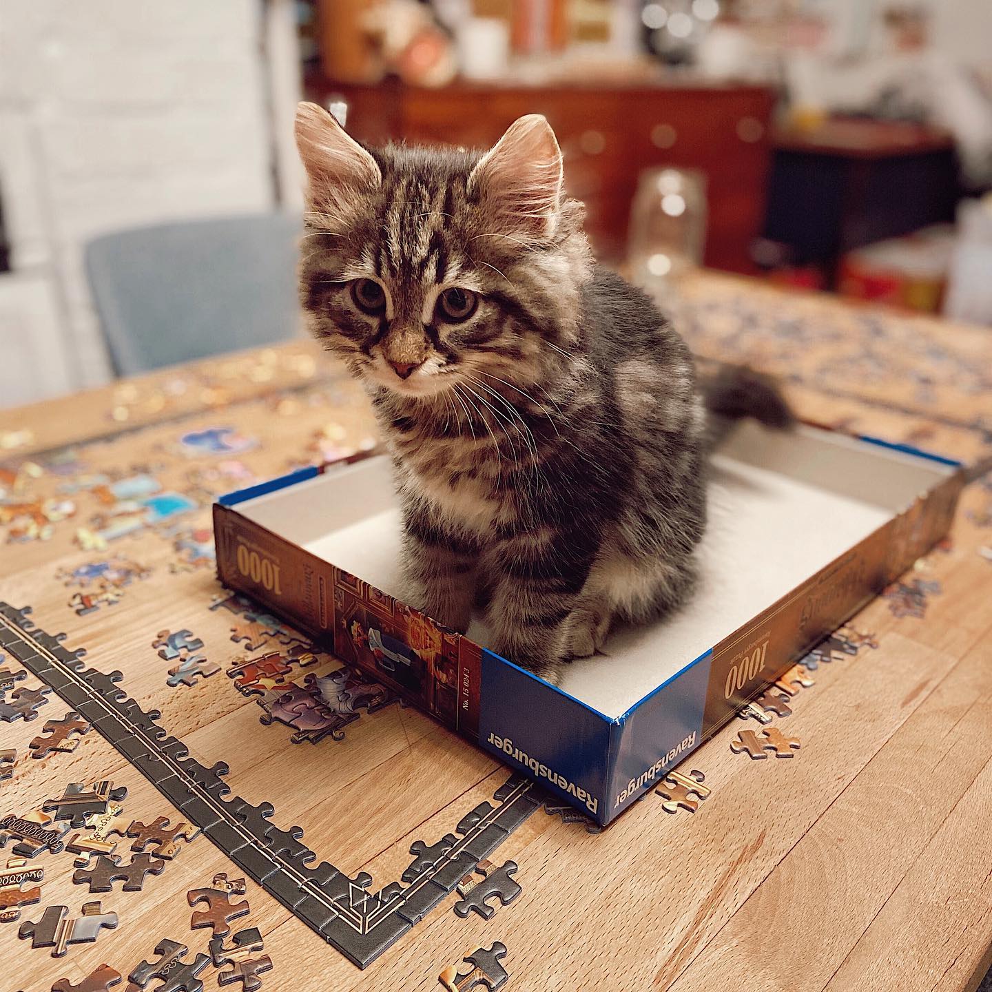 siberian kittens near me