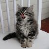 siberian cats for sale